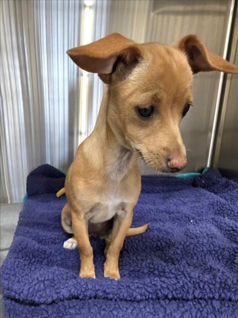 Photo of Ginger, adoptable Chihuahua in Derwood, Maryland