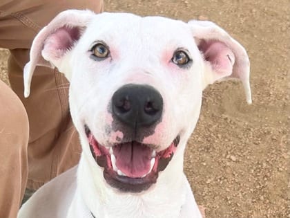 Photo of River, adoptable dog in Georgetown, Texas