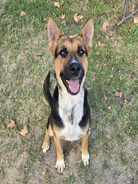 Photo of Holly, adoptable German Shepherd Dog in Riverside, California