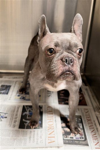 Photo of Luna Pineda, adoptable French Bulldog in Los Angeles, California