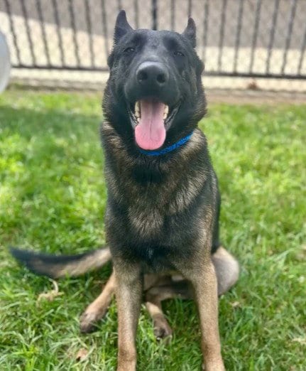 Photo of Roger, adoptable German Shepherd Dog in Riverside, California