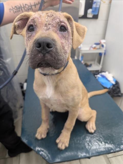 Photo of KP, adoptable American Bulldog in Mobile, Alabama