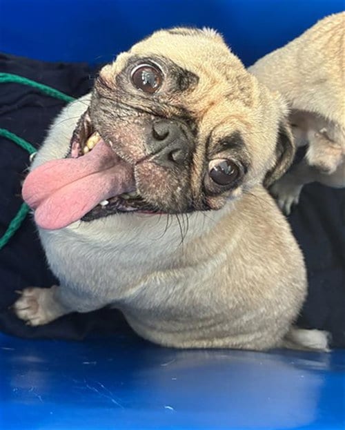 Photo of Queen, adoptable Pug in Dallas, Texas