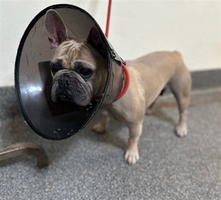 Photo of Mona, adoptable French Bulldog in Los Angeles, California