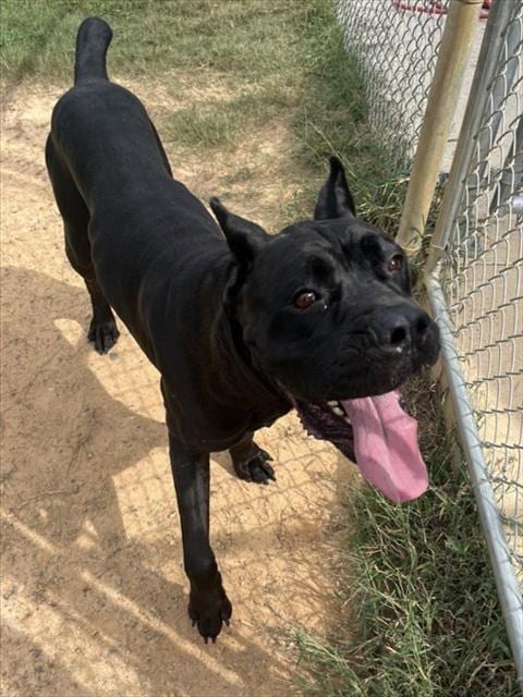 Photo of Mr. Smee, adoptable Cane Corso Mastiff in Augusta, Georgia