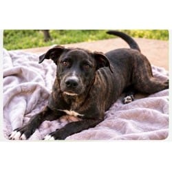 Photo of Spades, adoptable Labrador Retriever in Medfield, Massachusetts