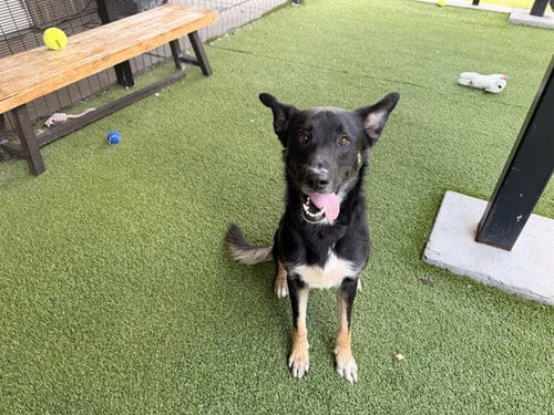 Photo of Canyon, adoptable German Shepherd Dog in Garland, Texas