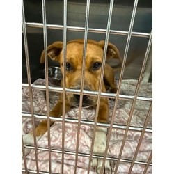 Photo of Nine, adoptable Terrier (Unknown Type, Medium) in Baton Rouge, Louisiana