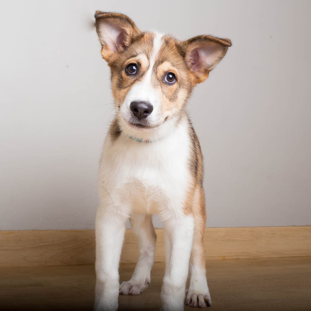 Photo of Tokyo D71410, adoptable Husky / Mixed Breed (Medium) in Minnesota, Minnesota