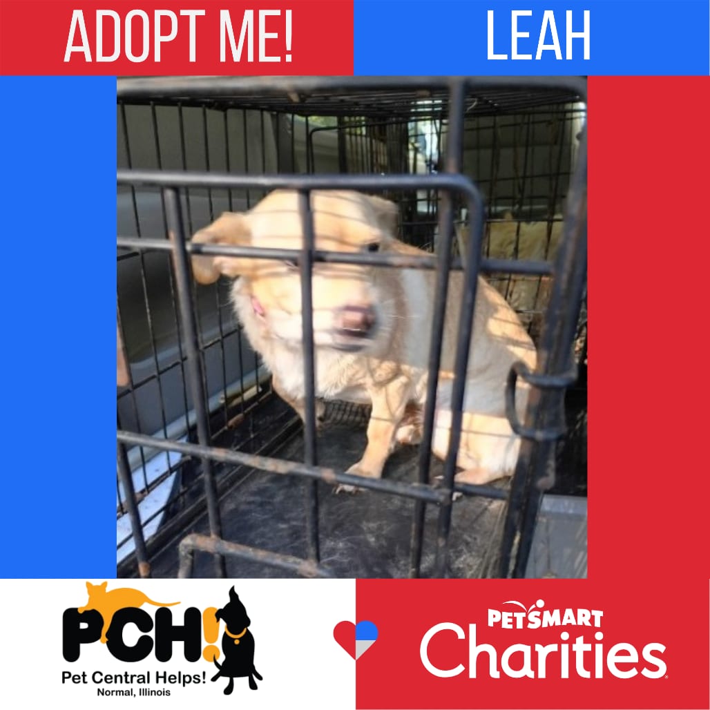 Photo of Leah, adoptable Chihuahua in Normal, Illinois