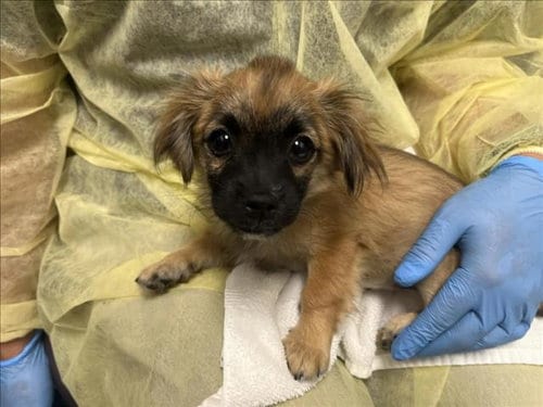 Photo of Maple, adoptable Chihuahua in Las Vegas, Nevada