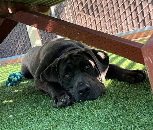 Photo of Diamond, adoptable Cane Corso Mastiff in Palo Alto, California