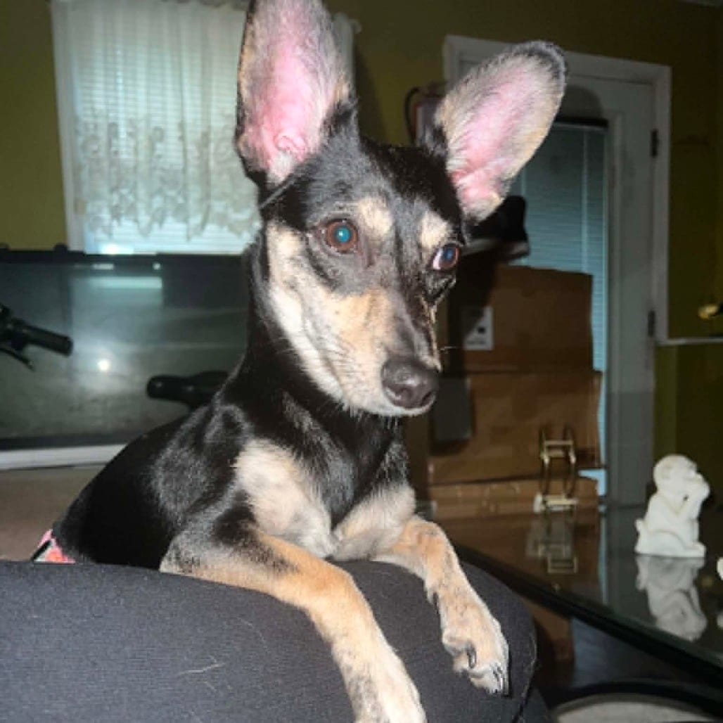 Photo of Felica, adoptable Chihuahua / Mixed Breed (Small) in Whitestone, New York