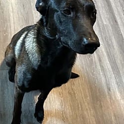 Photo of Dak located in New York, adoptable Belgian Malinois in Imlay City, Michigan