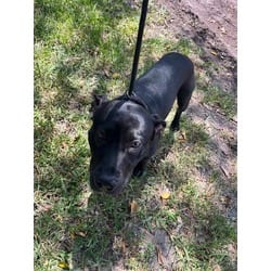 Photo of Bruce, adoptable Terrier (Unknown Type, Medium) in Doral, Florida