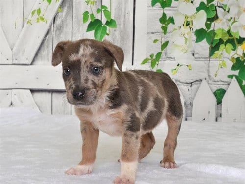 Photo of Nigel, adoptable Catahoula Leopard Dog in Oroville, California