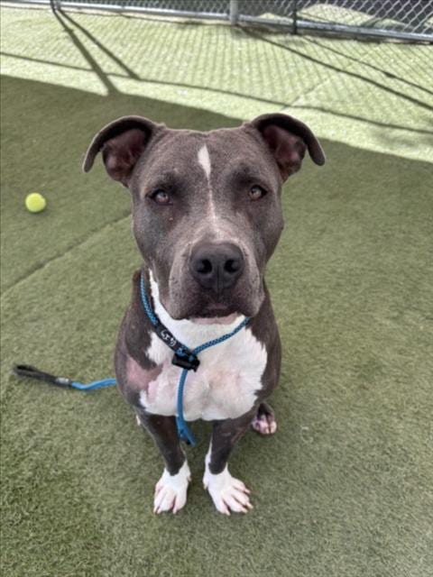 Photo of Chammpion K. West, adoptable Pit Bull Terrier in Los Angeles, California
