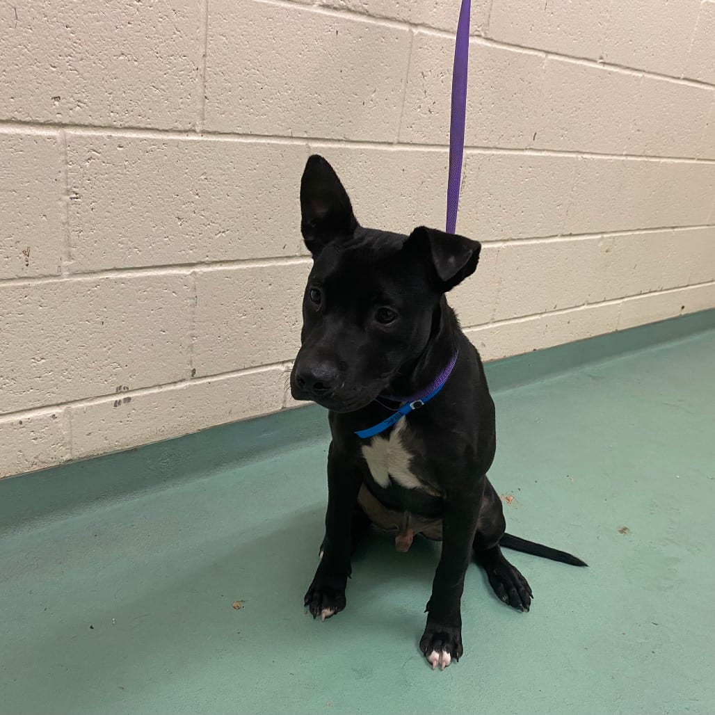 Photo of Atlas, adoptable Mixed Breed (Medium)