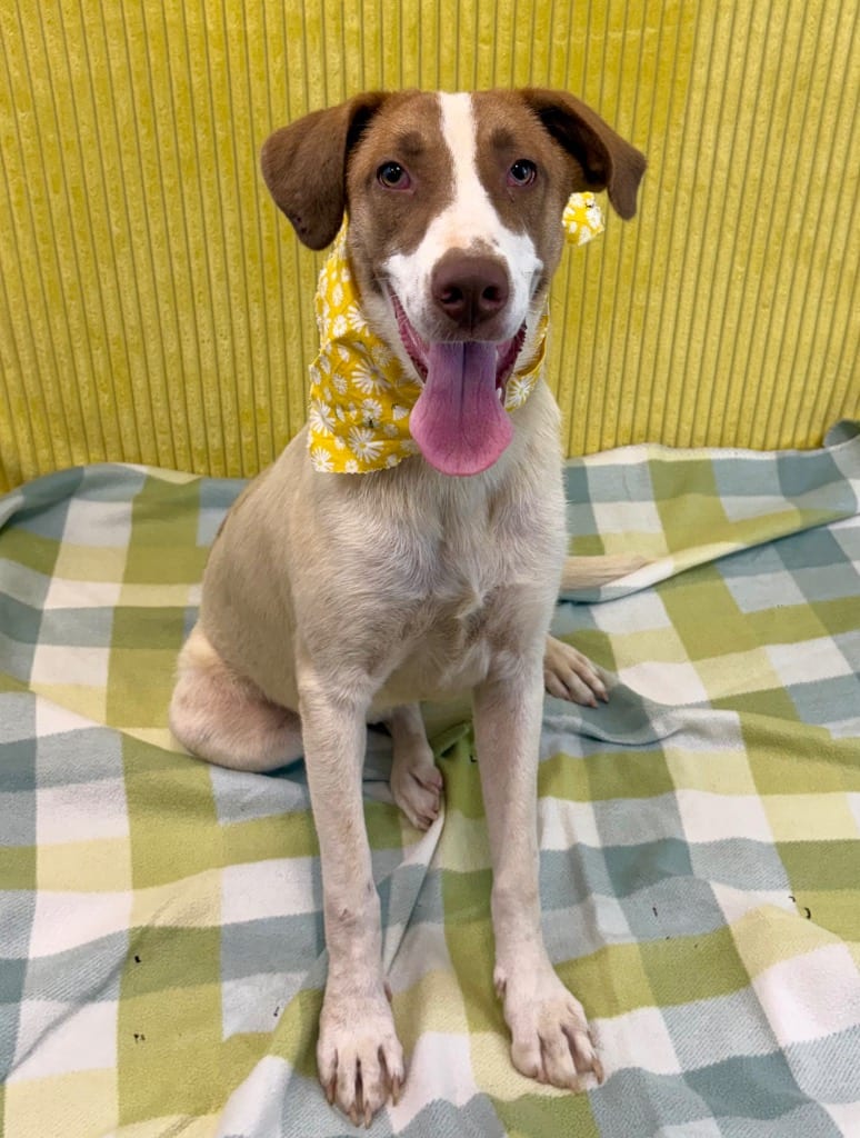 Photo of Daphne, adoptable Shepherd in Nacogdoches, Texas
