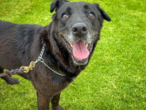 Photo of Apple, adoptable Labrador Retriever in San Diego, California
