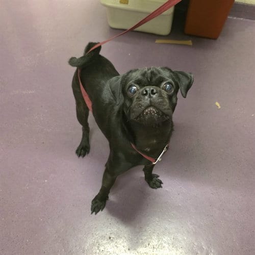 Photo of Squid, adoptable Pug in Long Beach, California