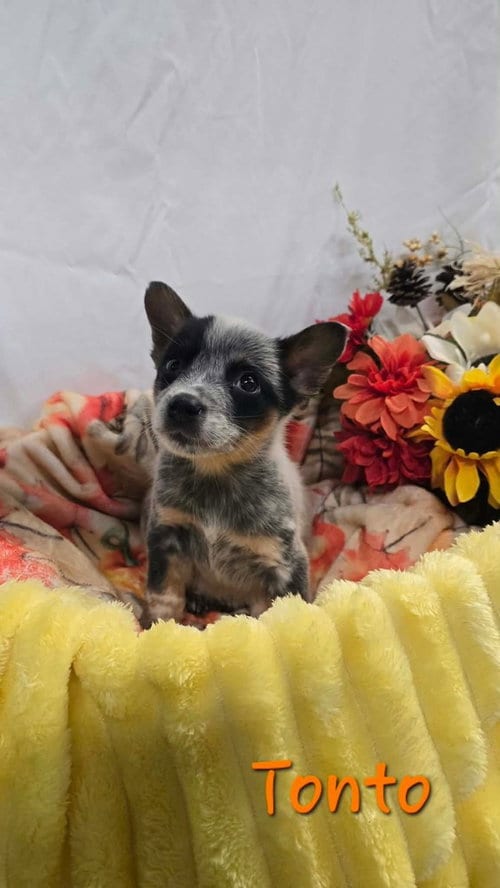 Photo of KP Tonto, adoptable Australian Cattle Dog/Blue Heeler in Warrenton, Missouri