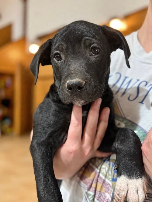Photo of Annelle (corso crew 2026), adoptable Pit Bull Terrier in Wenonah, New Jersey