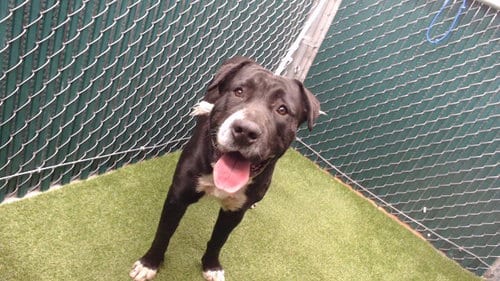 Photo of Ace, adoptable German Shepherd Dog in Downey, California