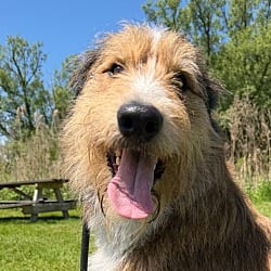 Photo of Oliver, adoptable Mixed Breed (Large) in Lyons, New York