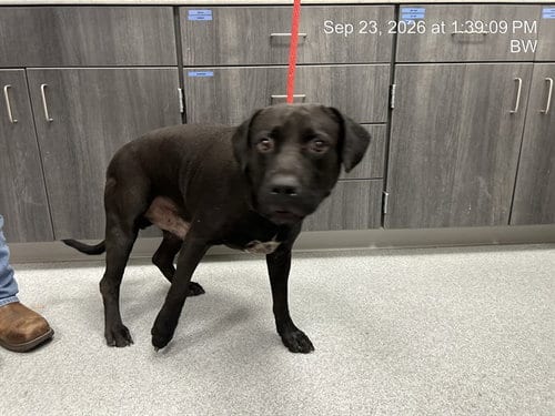 Photo of Boosie, adoptable Labrador Retriever in Ocala, Florida