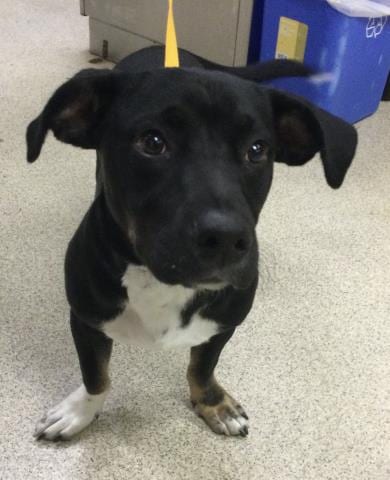Photo of Bandit, adoptable Terrier in Riverside, California