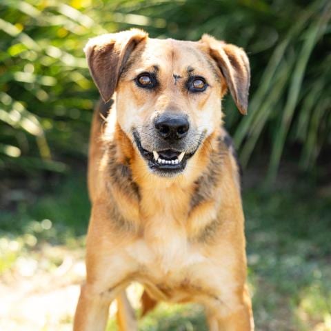 Photo of Milo, adoptable German Shepherd Dog in Camarillo, California