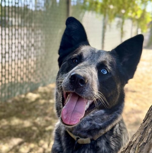Photo of Levy, adoptable Queensland Heeler in Lompoc, California