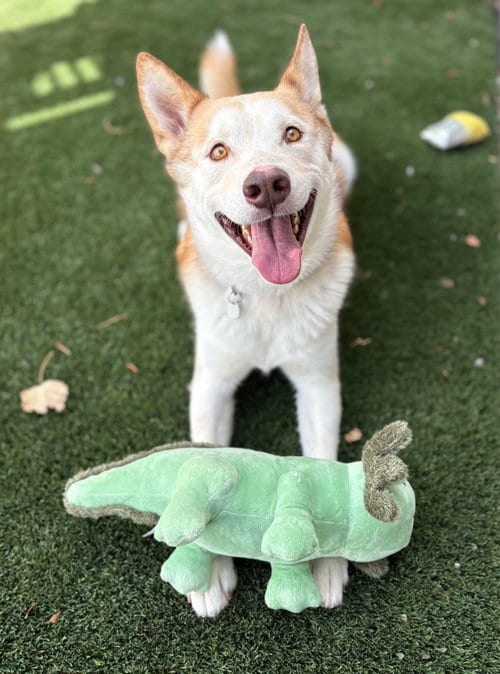 Photo of Ace, adoptable Shepherd in Salt Lake City, Utah