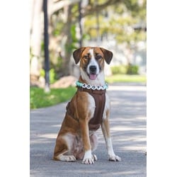 Photo of Kayla, adoptable Terrier (Unknown Type, Medium) in Doral, Florida