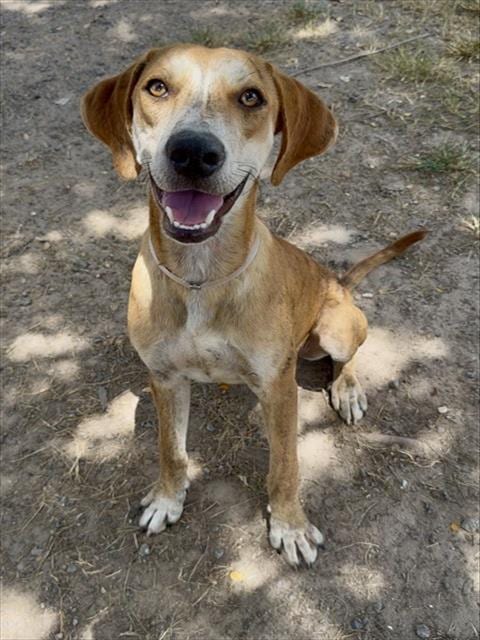 Photo of Hank, adoptable Treeing Walker Coonhound in Conroe, Texas