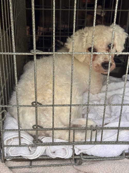 Photo of Monty (in foster), adoptable Bichon Frise in Pottstown, Pennsylvania