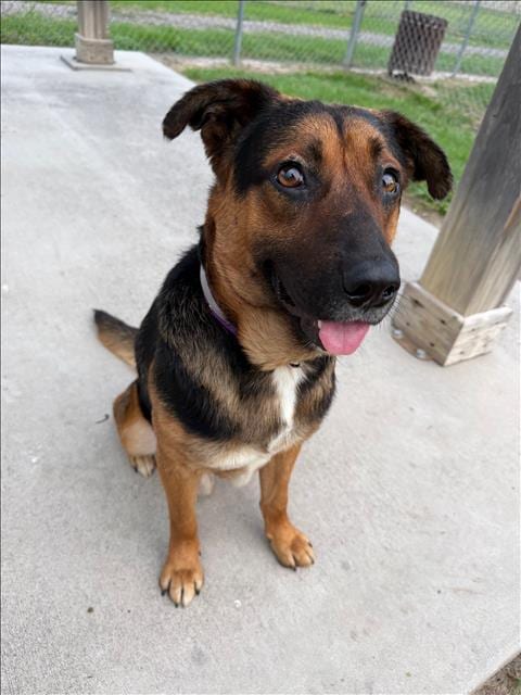 Photo of Little Boy, adoptable German Shepherd Dog in Conroe, Texas