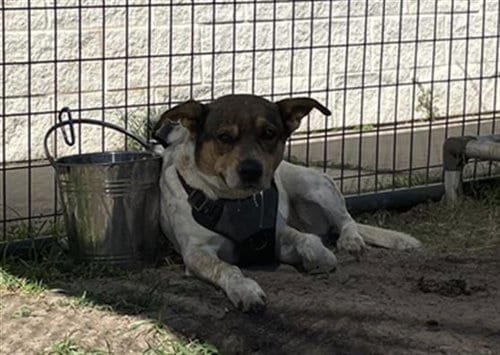 Photo of Pawncho, adoptable Pit Bull Terrier in Waco, Texas