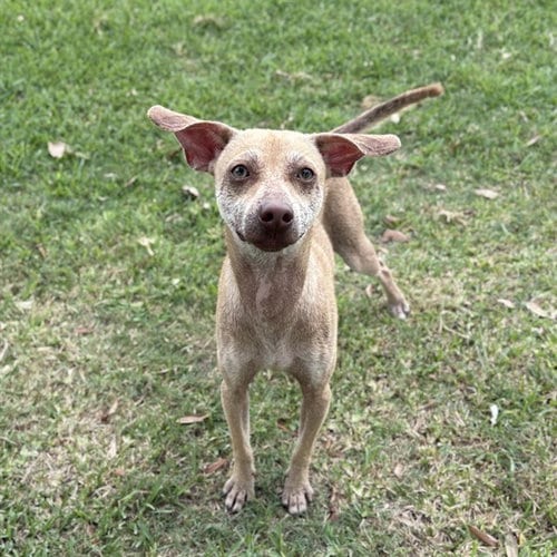 Photo of Dobey, adoptable Chihuahua in Sugar Land, Texas