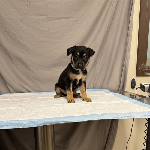 Photo of Cherry, adoptable German Shepherd Dog in Agoura, California