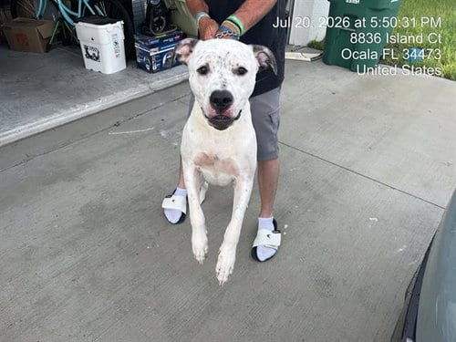 Photo of Jeffrey, adoptable Great Dane in Ocala, Florida