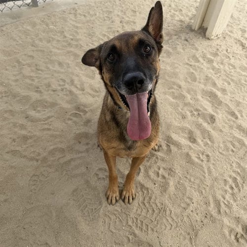 Photo of Ruben, adoptable Belgian Shepherd Malinois in Thousand Palms, California