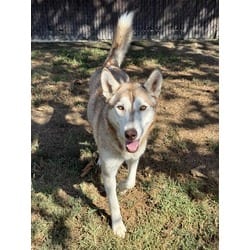 Photo of Luna, adoptable Husky in Jurupa Valley, California