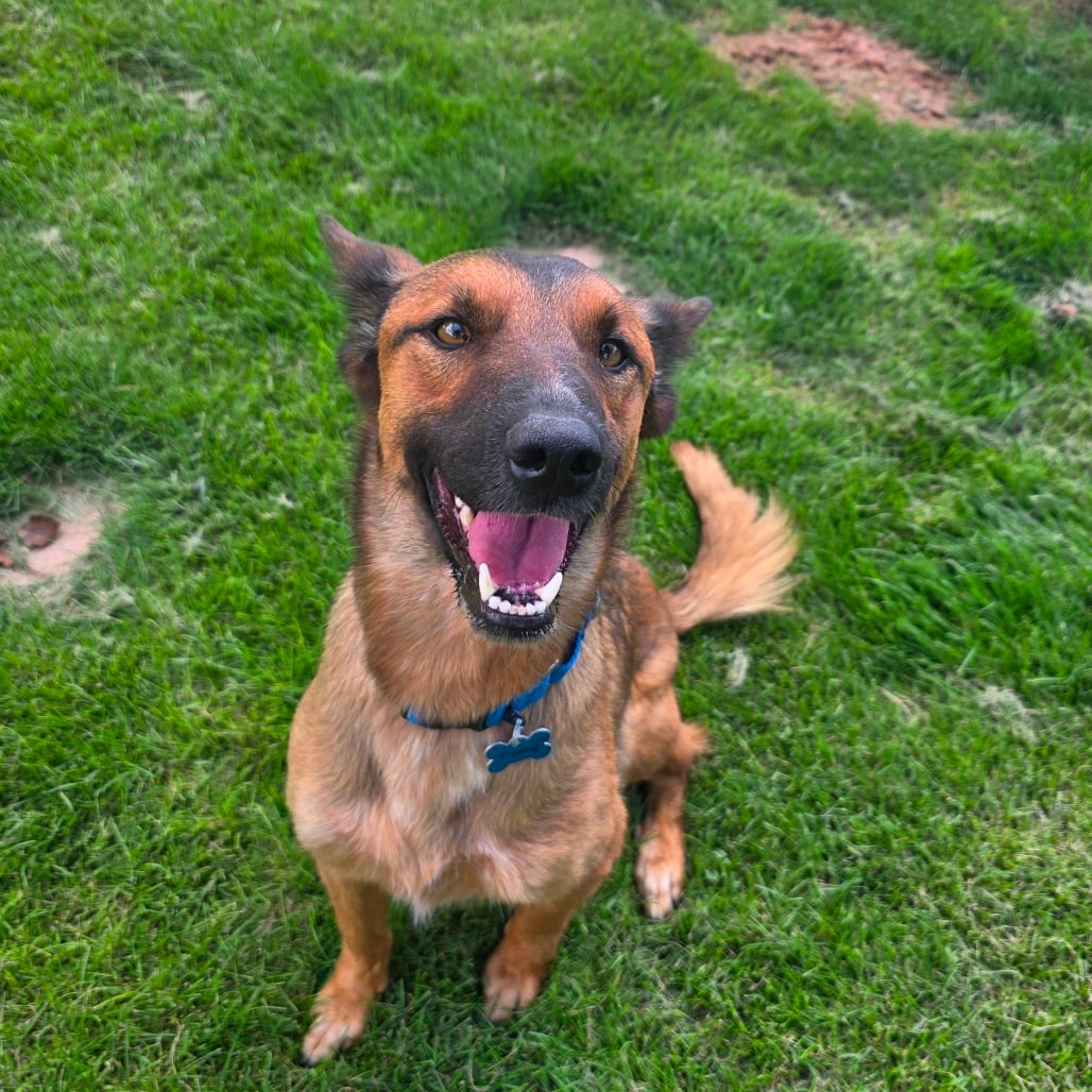 Photo of Timmy, adoptable Shepherd / Mix in Kanab, Utah