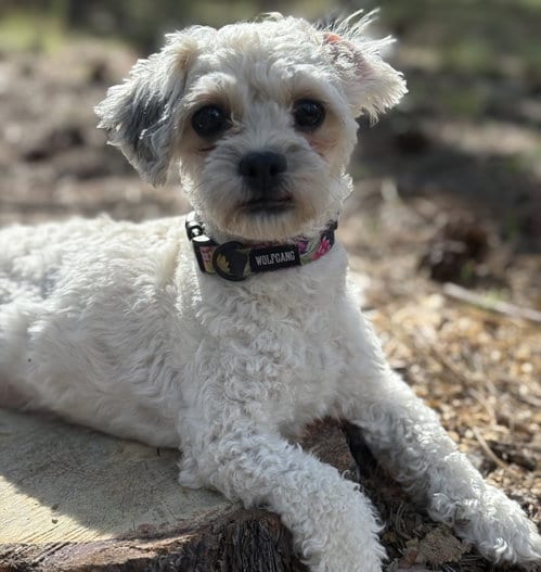 Photo of Opal, adoptable Shih Tzu in Evergreen, Colorado