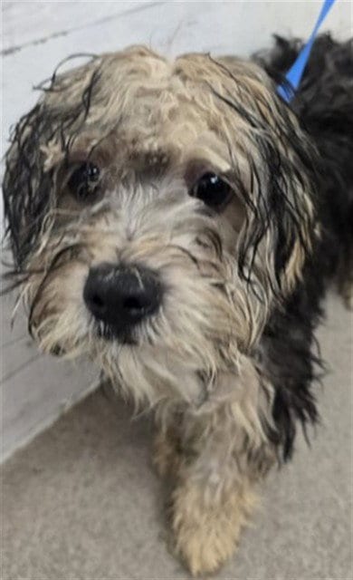 Photo of Nugget, adoptable Poodle (Miniature) in San Bernardino, California