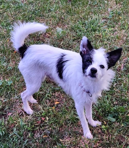 Photo of Mike Wazowski, adoptable Terrier in Cranston, Rhode Island