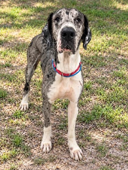 Photo of Frankie, adoptable Great Dane in Inverness, Florida