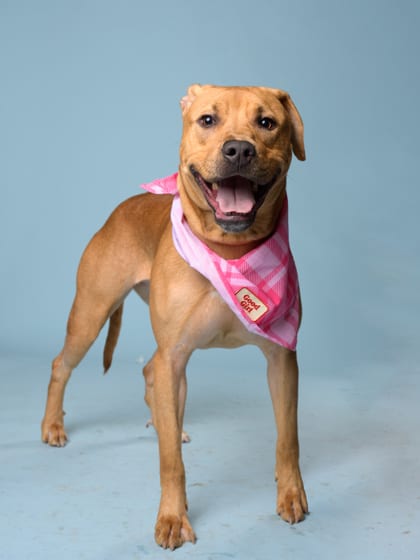 Photo of Chestnut, adoptable dog in Atlanta, Georgia